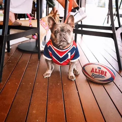 French bulldog in a jersey on the Alibi deck